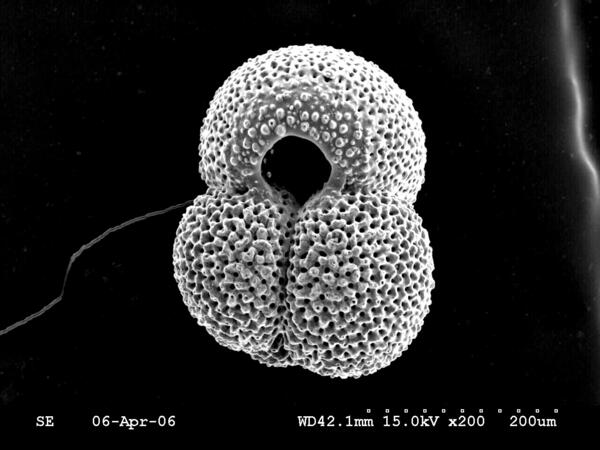 Scanning electron microsope image of the planktic foraminifer Globigerinoides ruber