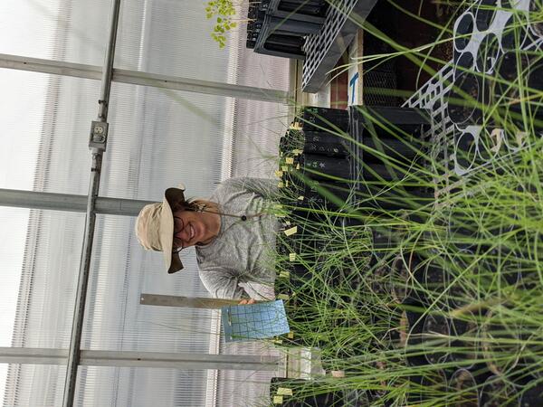 A woman stands in front of a table full of grasses in a greenhouse.