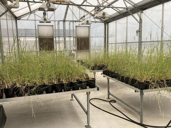 A table full of grasses in a greenhouse.