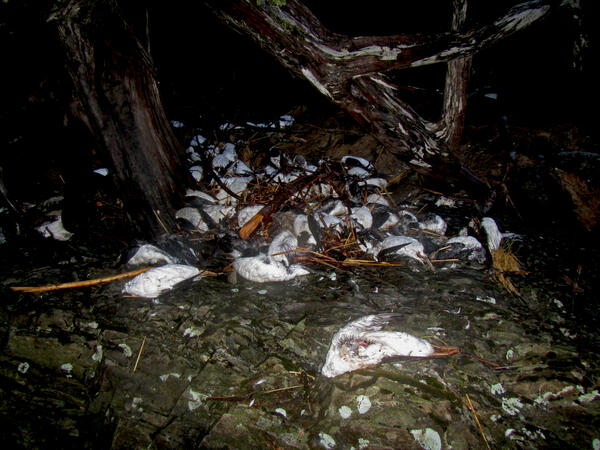 tTousands of Common Murre carcasses piled up on beaches in Pigot Bay following the massive die-off of murres in 2015/2016