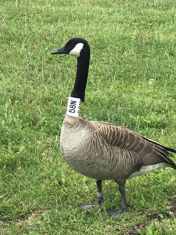 canada goose kill permit