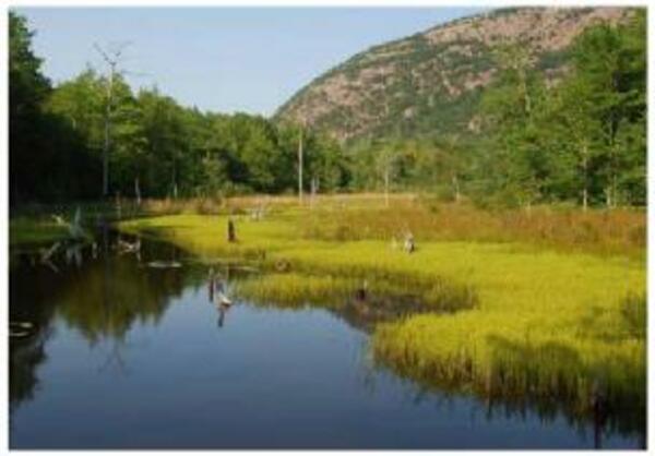 Disentangling the mechanisms regulating coastal wetland sustainability in the face of rising sea levels