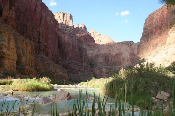 A view of the lower Little Colorado River showing the light blue color of the river, riparian grasses, and canyon walls.