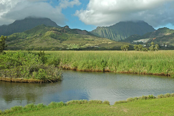 Heavily forested mountains dominate the background with low wetlands in the foreground