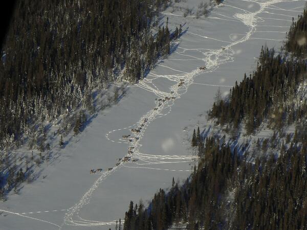 Caribou in northern Ontario, Canada.