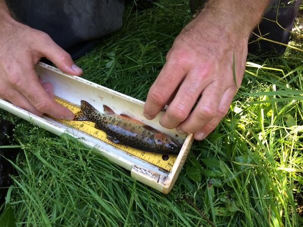Measuring a small Rio Grande Cutthroat Trout