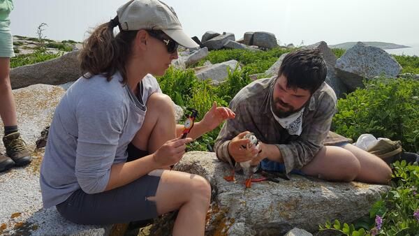 Staudinger and masters student Keenan Yakola (UMass Amherst, 2019) measuring an adult Atlantic puffin.
