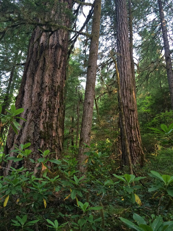 Old growth forest