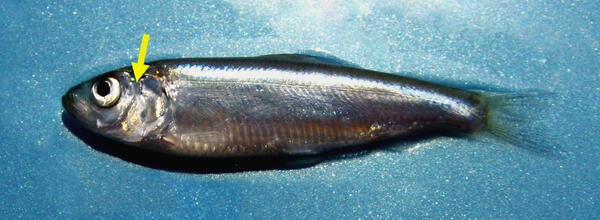 Alewife Indicating Otolith Location