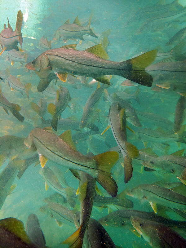 A school of snook, large subtropical game fish, in a Florida spring