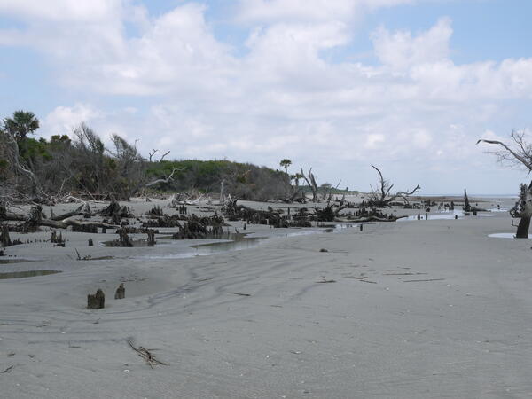 South Carolina’s threatened maritime forest on the coast of Cape Romain