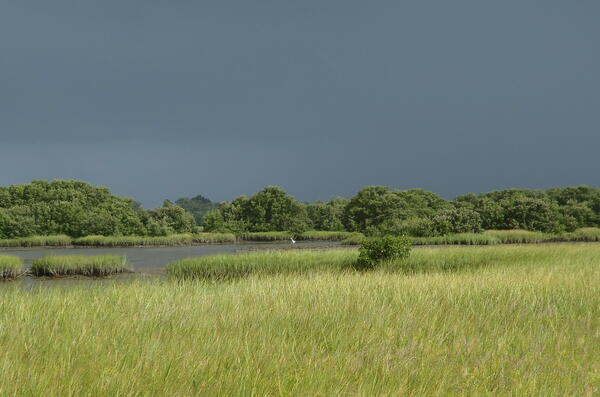 salt marsh and mangrove trees in coastal wetland