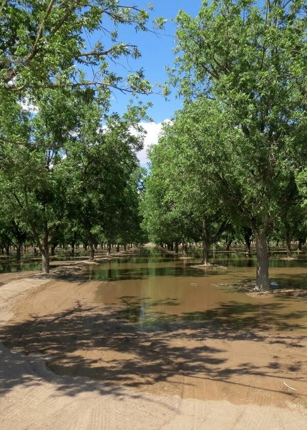 Flood irrigation of pecan orchards, Rio Grande Project area, SIR 2016–5006 