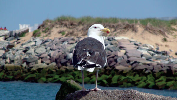 A Great Black‑backed Gull stands on a rock at Plum Island, MA, looking out over the water with the sand dunes behind it.