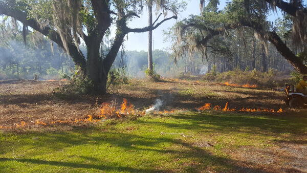 Prescribed burning management in a Florida Forest