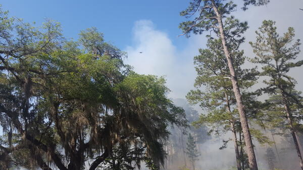 Prescribed fire management in a Florida forest