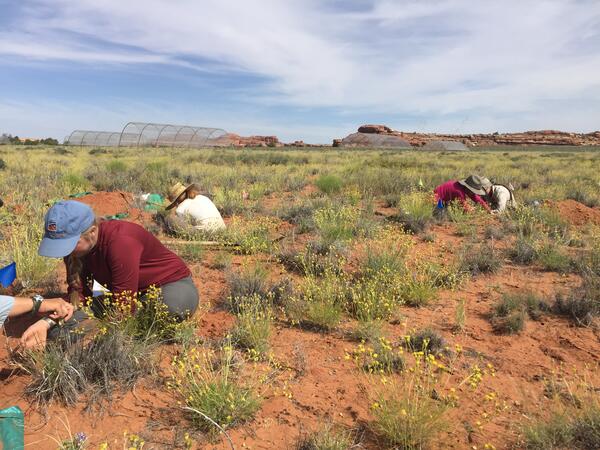 Field technicians taking root data on dryland plant species