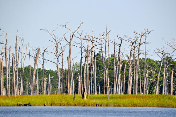 Dead trees in a tidal marsh
