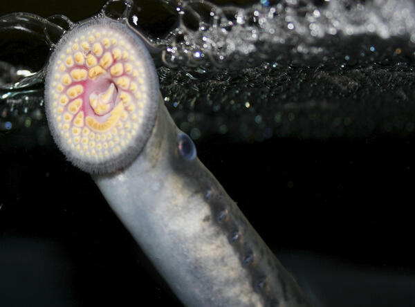 Sea Lamprey