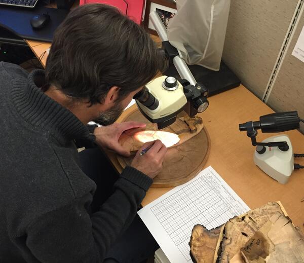 Dr. Ellis Margolis examines a tree ring specimen under a microscope.