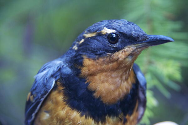Varied thrush