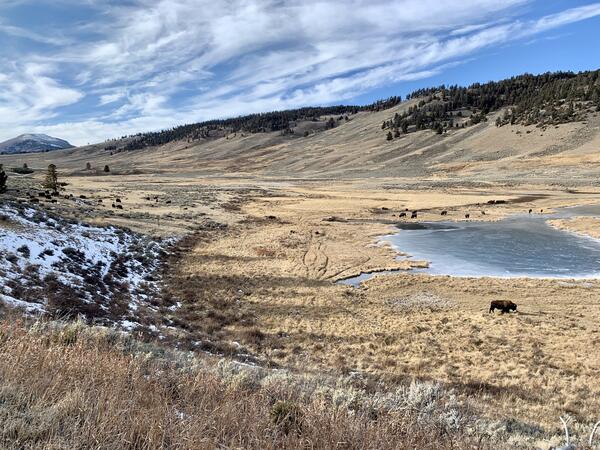 Bison in Yellowstone National Park’s Northern Range