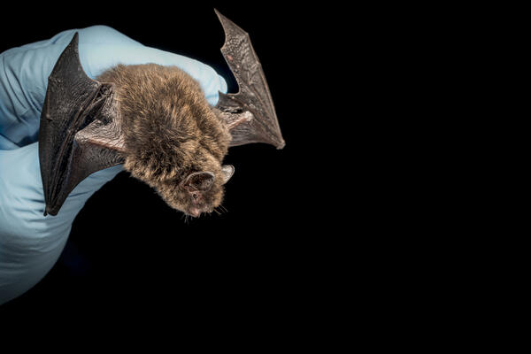 A Myotis lucifigus bat being released