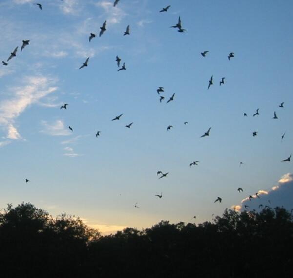 bats fly against a blue sky