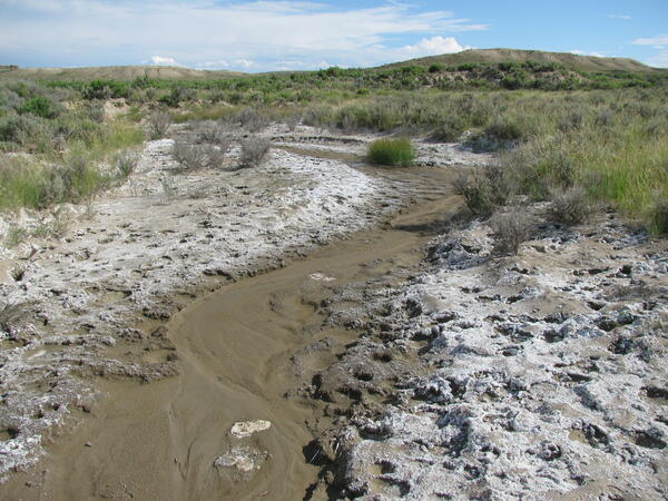 White crusts of natural salts along a tributary to Muddy Creek, Wyoming