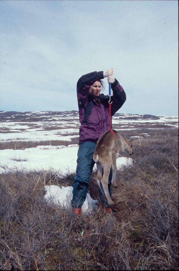 USGS biologist Gretchen Roffler weighs a newborn caribou calf in Denali National Park, Alaska