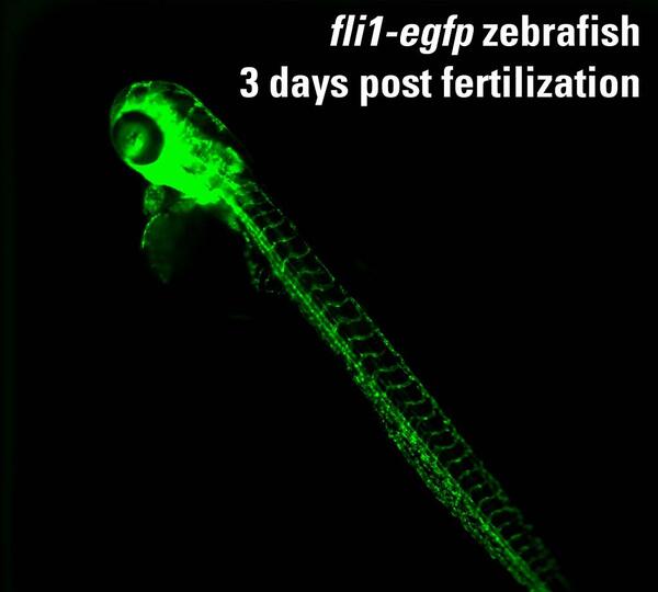 Using the 384-well plate format, a single zebrafish embryo is tested in each well