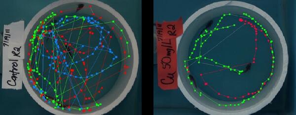 Swimming paths of control (left) and copper (right) exposed fish demonstrate changes in swimming behavior 