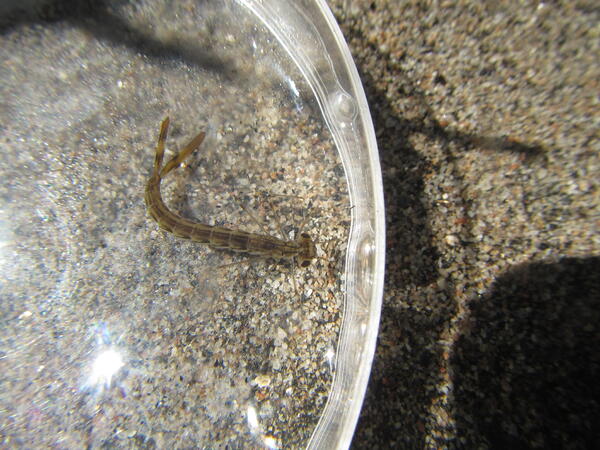 Long, skinny insect with big eyes and fins at the tail end in a petri dish