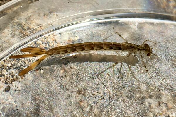 Long skinny insect with three fins at its tail end and large eyes, in a petri dish