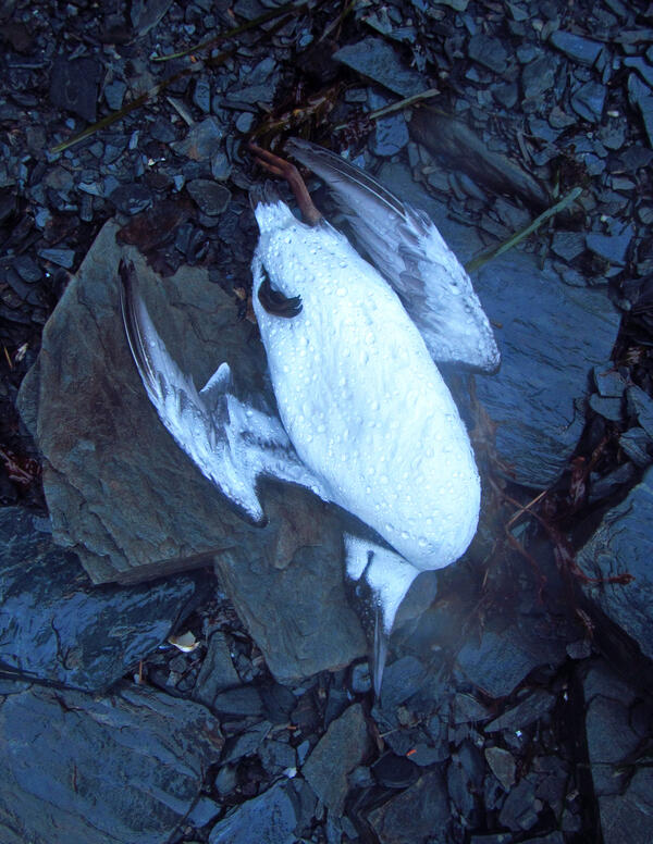 A dead bird on the beach