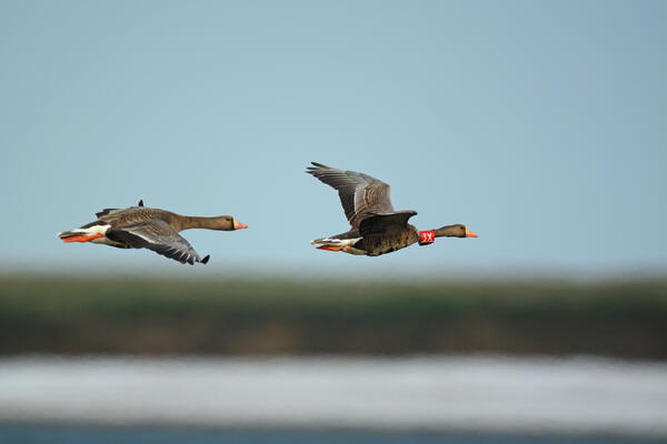 Flying, banded Greater White-fronted geese in northern Alaska