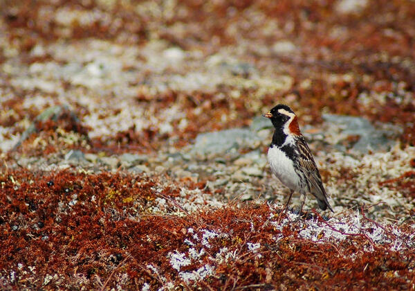 Small bird with black and white markings and a rufous nape standing on the ground.