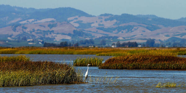 Estuary and bird