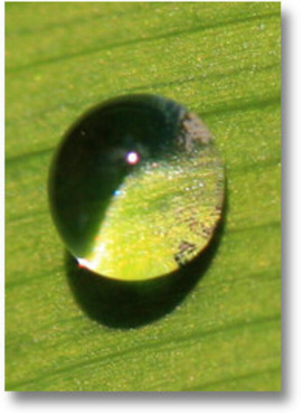 A water drop on a leaf.