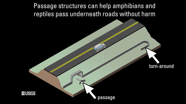 Reptile and Amphibian Road Ecology | U.S. Geological Survey