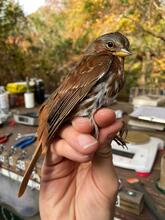 ビカクシダ sparrow Sparrow ビカクシダ 2株セット Sparrow ビカクシダ 2株セット Sparrow