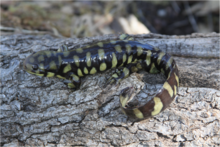 Endangered Sonoran tiger salamander | U.S. Geological Survey