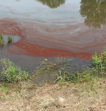 Image: Euglena sanguinea Bloom