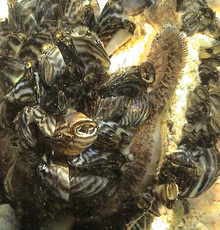 Image: Invasive Zebra Mussels