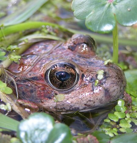 Image: California Red-legged Frog