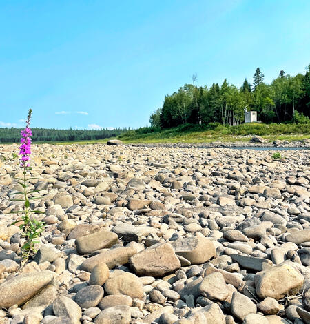 A single small purple flower grows in the rocky river channel. A USGS gage is in the background.