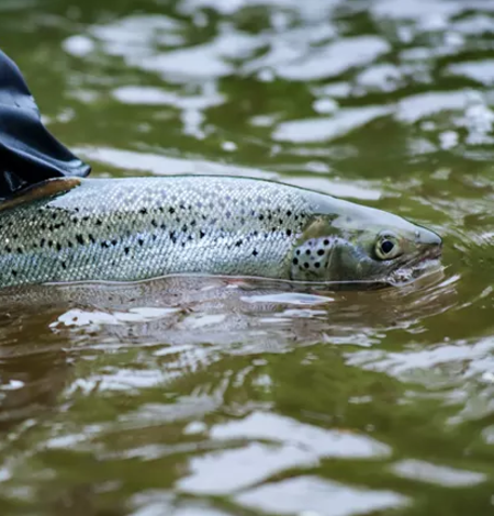 An Atlantic Salmon is held above green water by someone and about to be released.