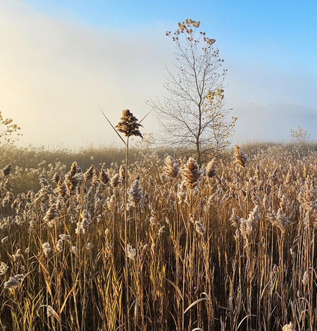 A field covered in Phragmites with a few saplings on a sunny morning.
