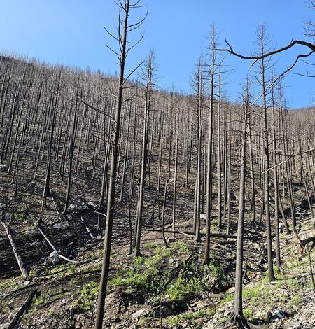 Hillslope covered with burned trees