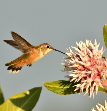 A green and orange hummingbird with black beak drinks from a milkweed flower
